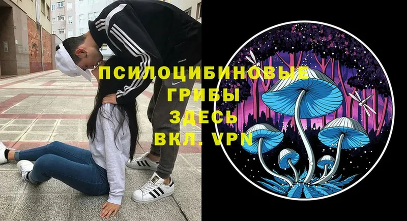 Псилоцибиновые грибы Psilocybe  закладки  omg сайт  Ветлуга 